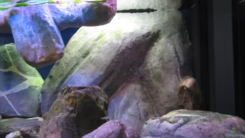 Mitte-Rechts, Kunsteine-Module von der Theoretiker (51)