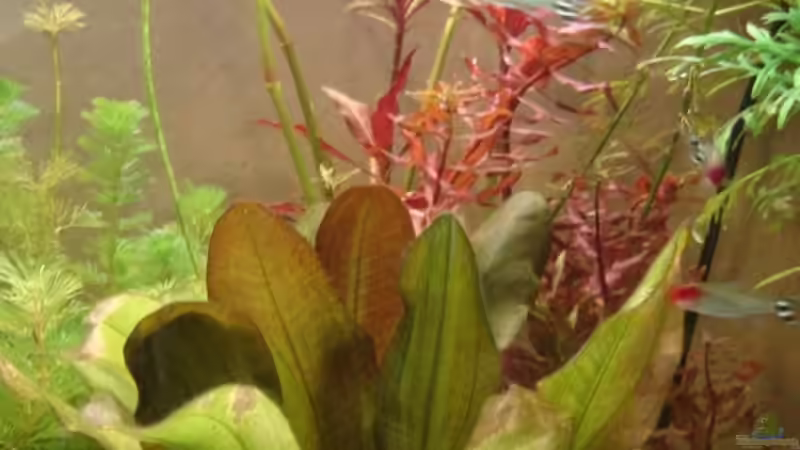 Mitte rechts von Wauz06 (5)