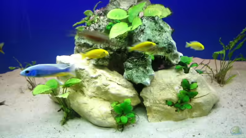 mitte steinaufbau von chrismalawifan (14)