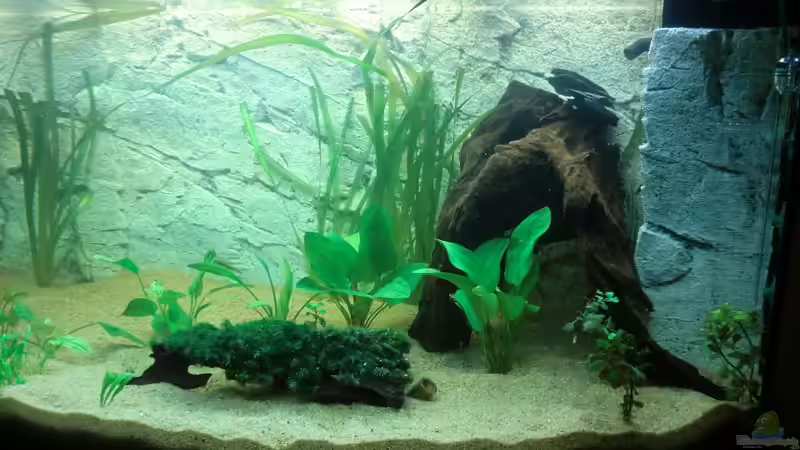 Mitte und rechts 20 h nach Einrichtung von Sirko Fricke (15)