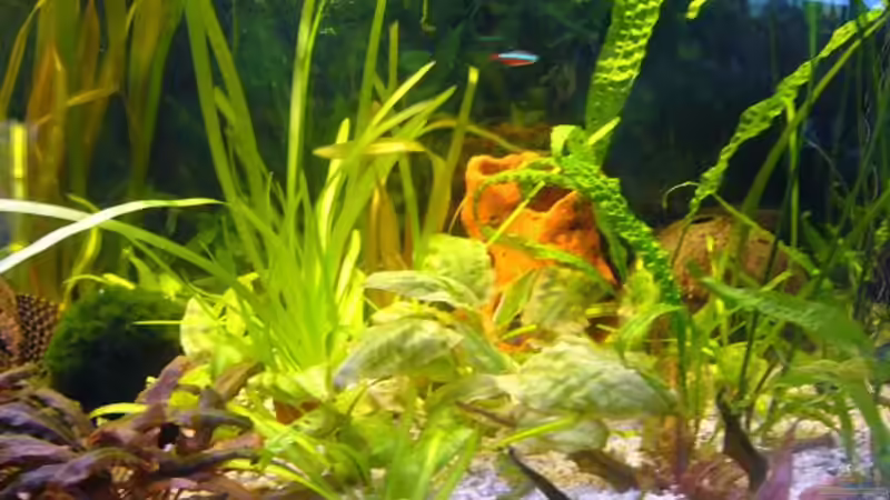 Mitte vom Aquarium von Raphael Nelke (3)