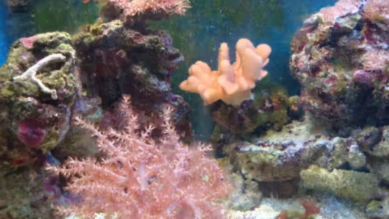 Mitte von B1gT4nk (4)