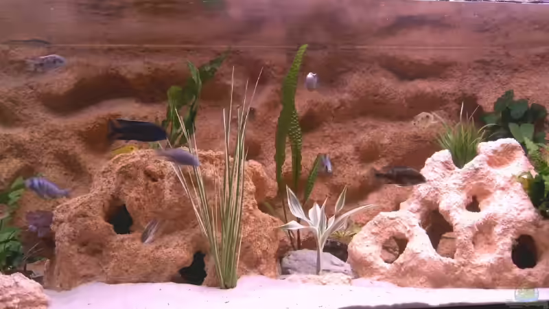 mitte von blume007 (3)