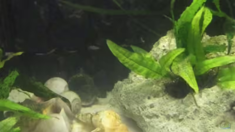 mitte von cammarus (3)