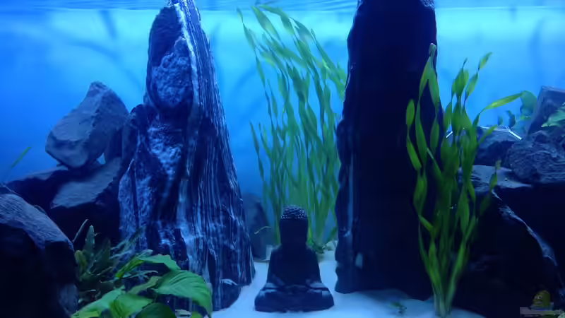 Mitte von chewi86 (4)