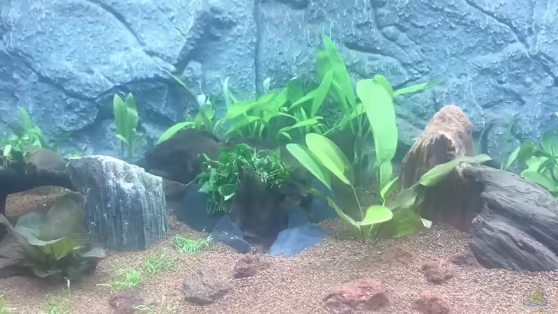 Mitte von Chris Bert (3)