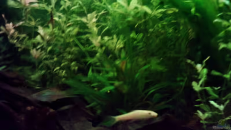 Mitte von Christine Schebesta (6)