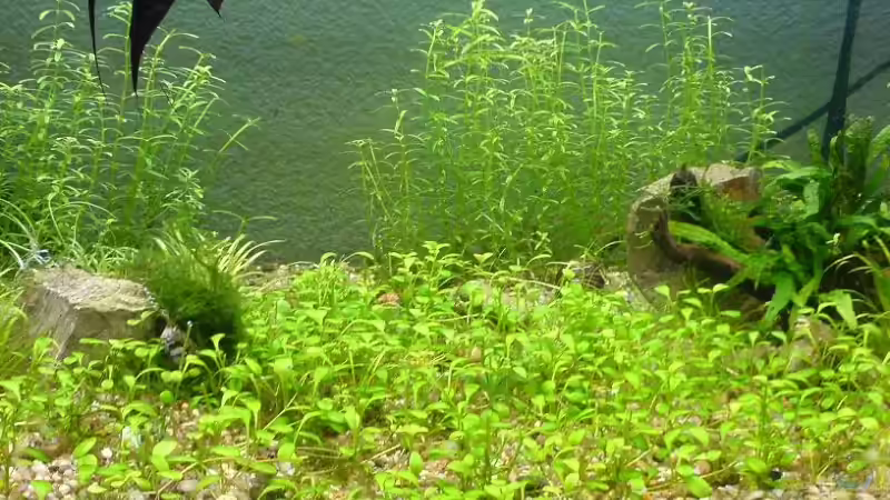 mitte von Christoph H. (12) (5)