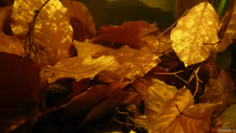 Mitte von Cichlid Power (4)