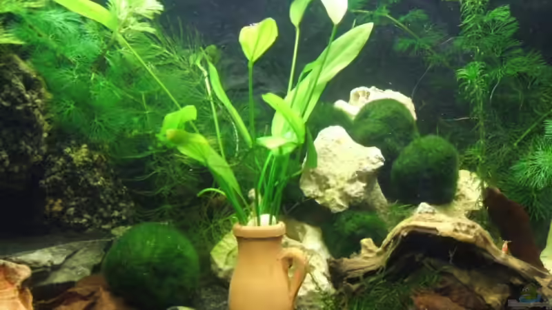 Mitte von Dani-lein (3)