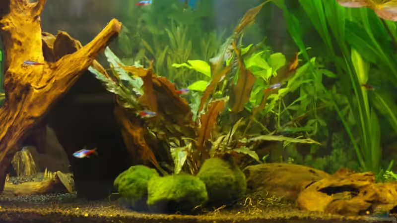 mitte von Denis Aschenbach (4)