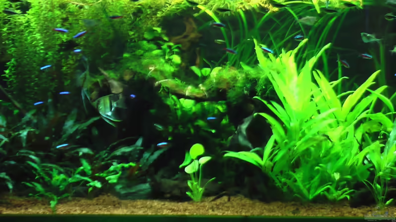 Mitte von DennisTheMenis (3)