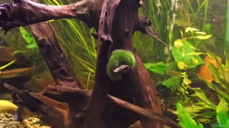 Mitte von Detlef Peter (11)