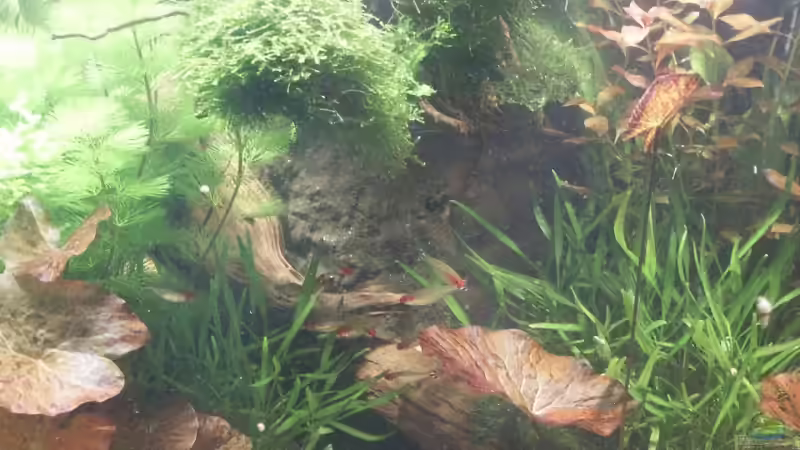 mitte von Dschinn (4)