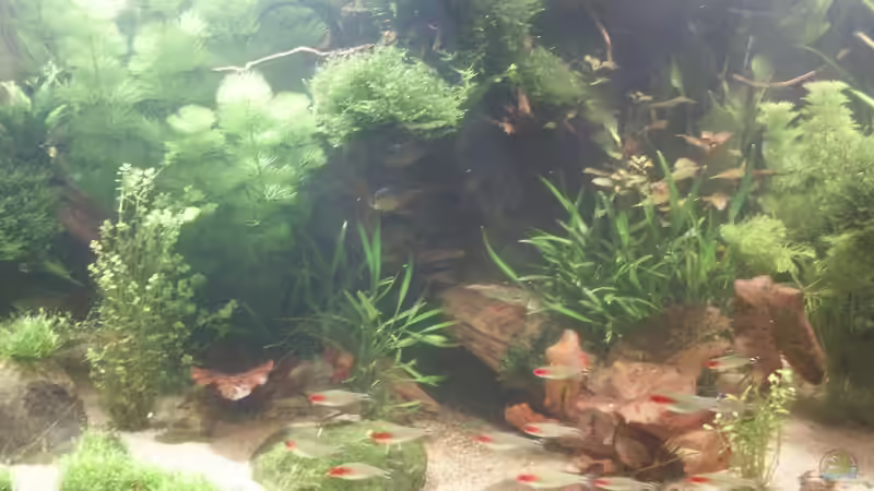 mitte von Dschinn (5)