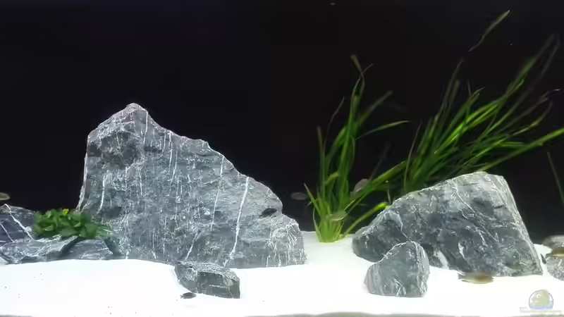 Mitte von Elsiman (6)