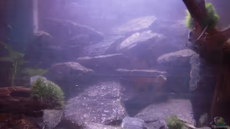 Mitte von Exotist (4)