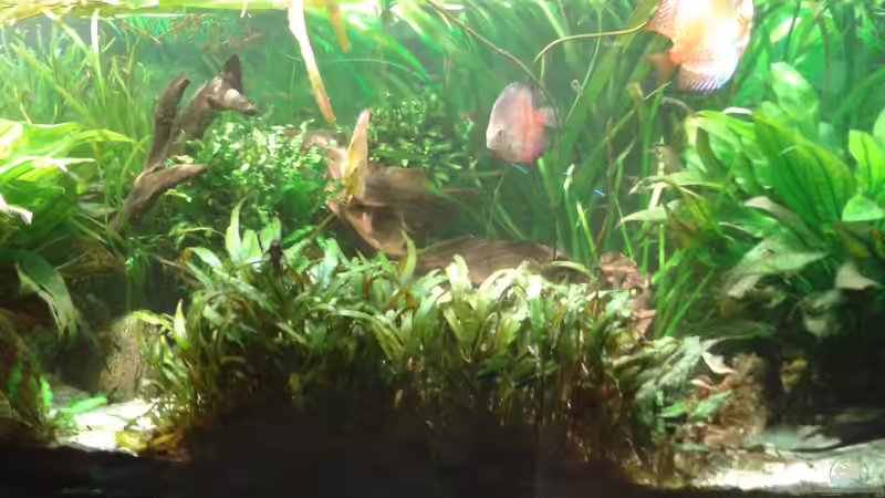 Mitte von Fischverrückt (4)