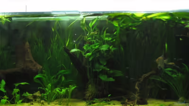 mitte von Gerrit Buck (4)