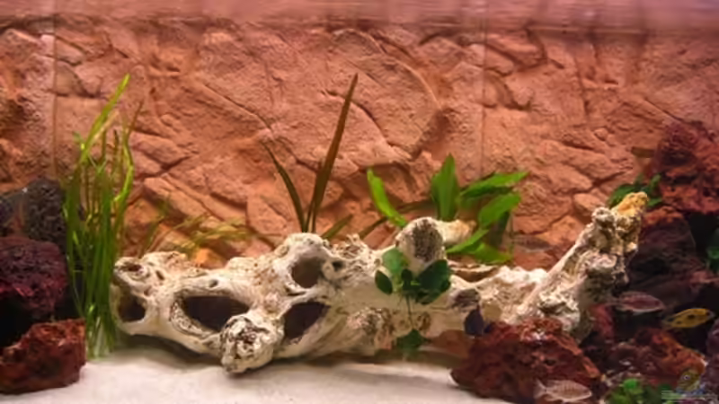 mitte von Günni (3)