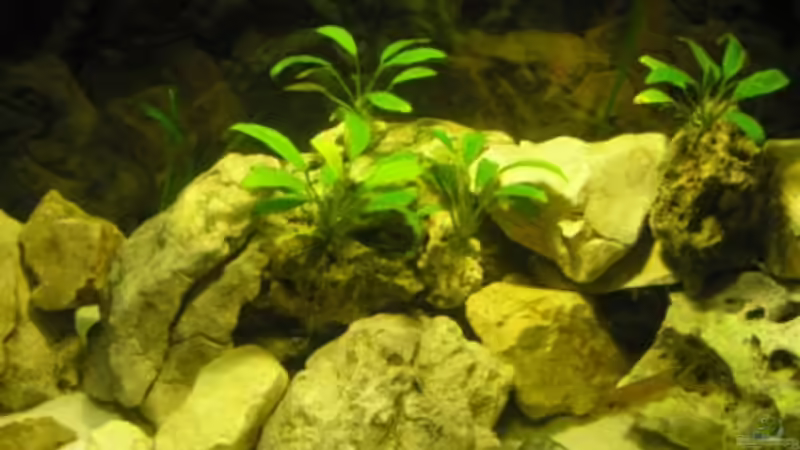 Mitte von guido400 (5)