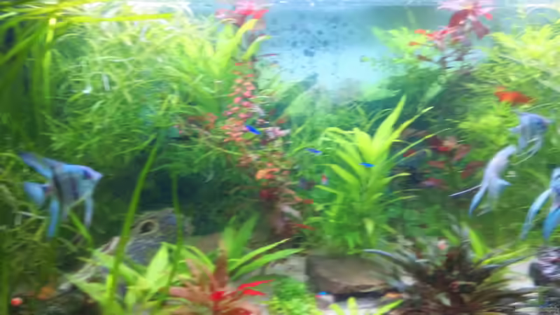 mitte von Inai Whang (6)