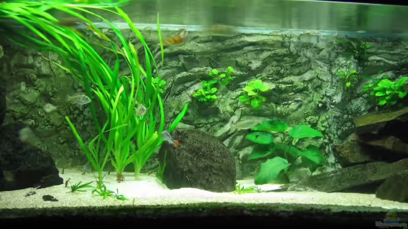 mitte von Johannes Meyer (3)