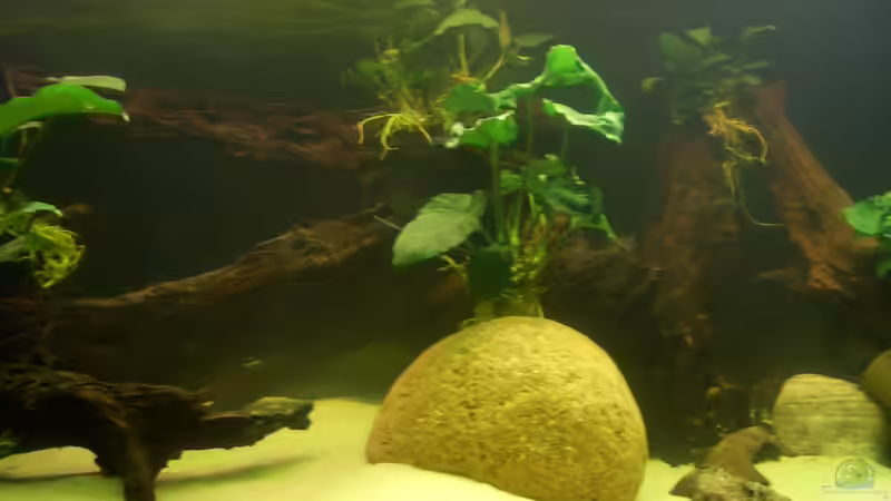 Mitte von Knorpelfisch (20)