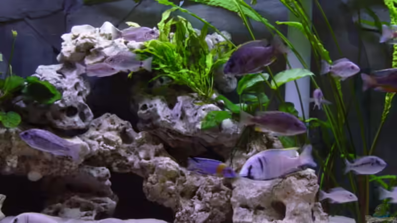 Mitte von Limited (10)