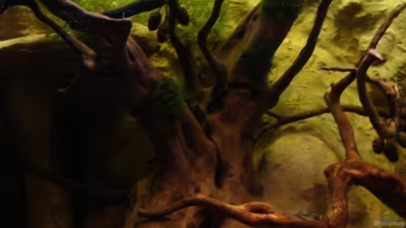 Mitte von manzanarez (5)