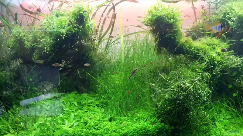 Mitte von Martin Lange (10)