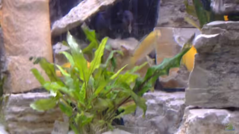 mitte von Milatz Darian (7)