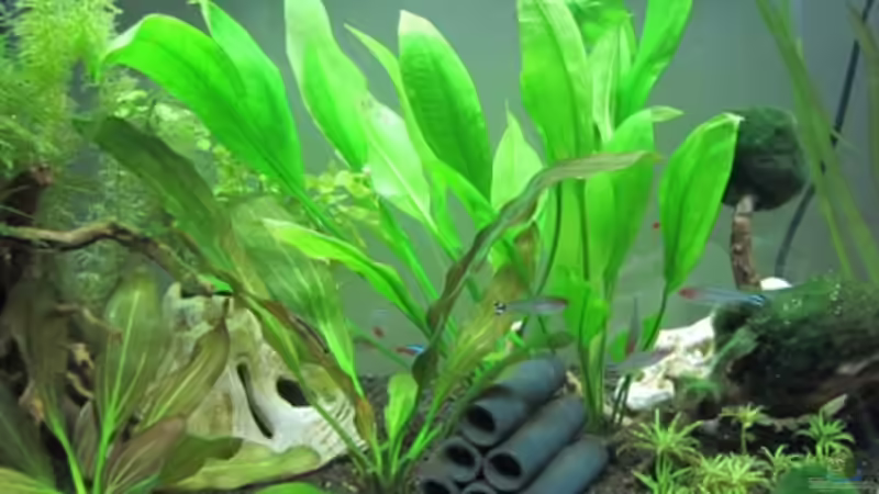 mitte von Mogwai (4)