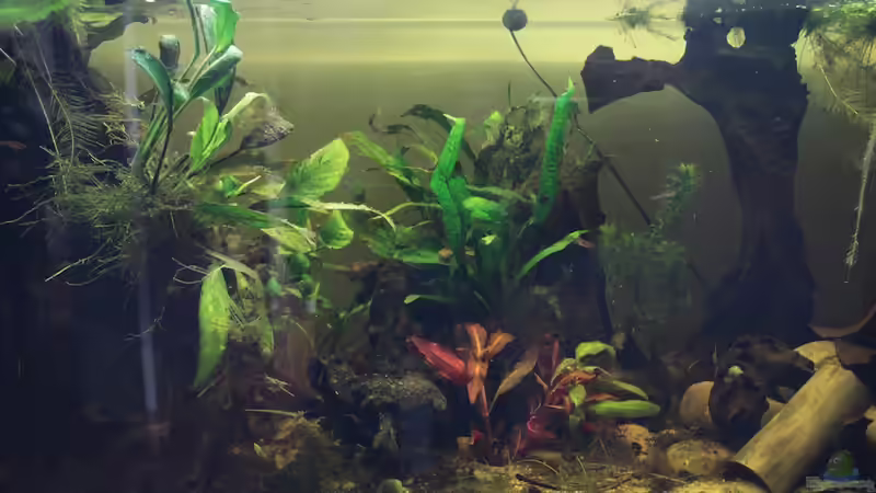 Mitte von mojita (3)