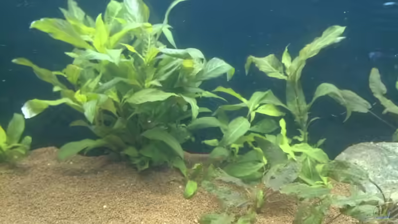 Mitte von Monopoly (7)