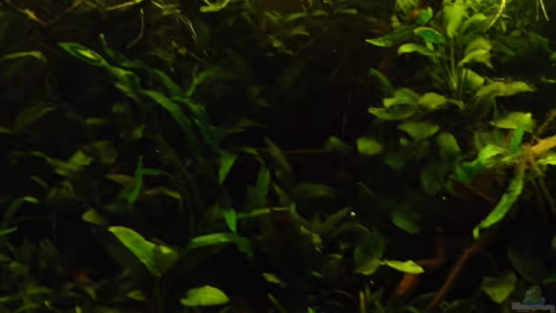 Mitte von Nico Nowotny (3)