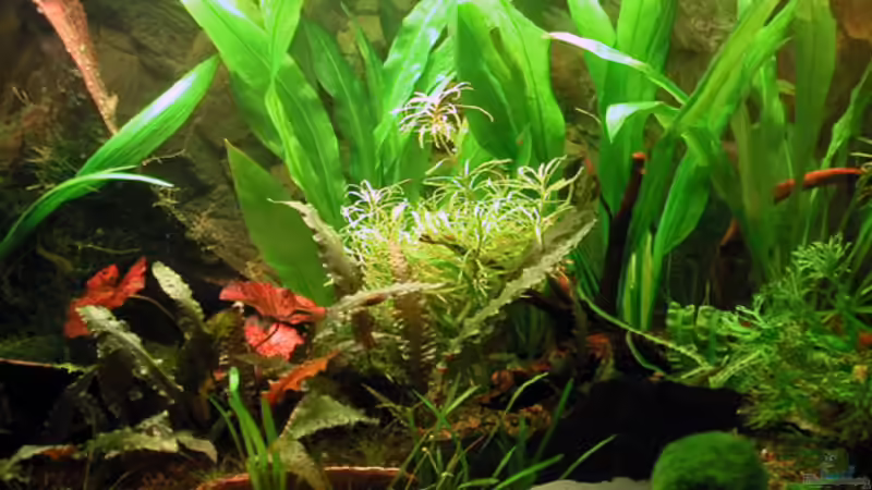 Mitte von Oliver Altorfer (3)