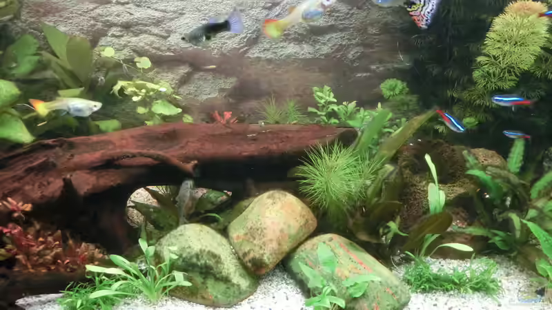 Mitte von paindrummer (3)