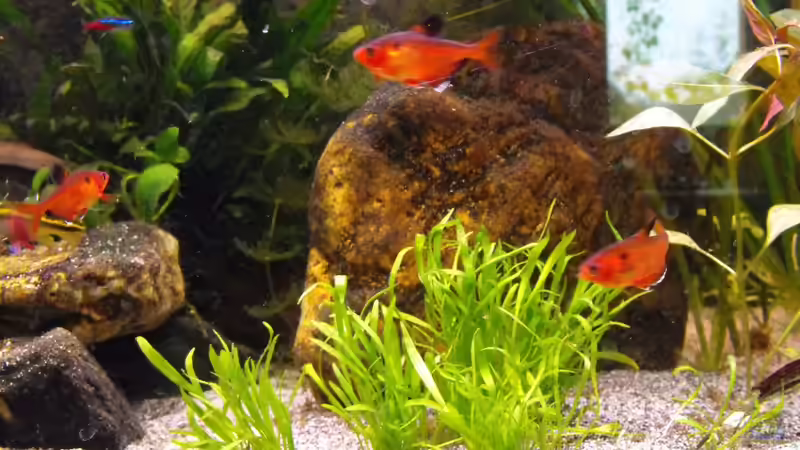 Mitte von Pebas/Peter (2)