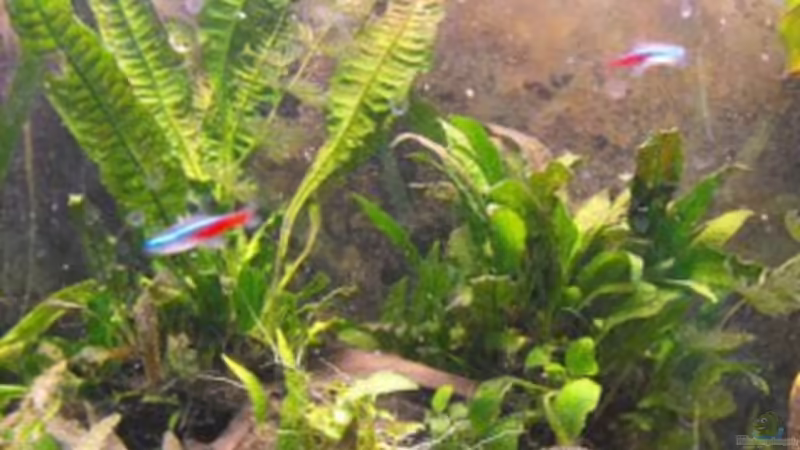 Mitte von Pebas/Peter (3)