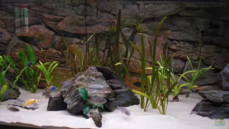 mitte von pennywise (6)