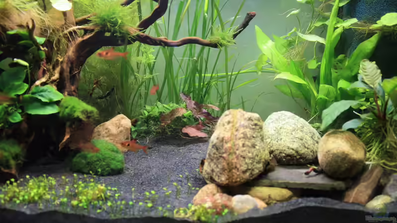 Mitte von Pfennigkraut (5)