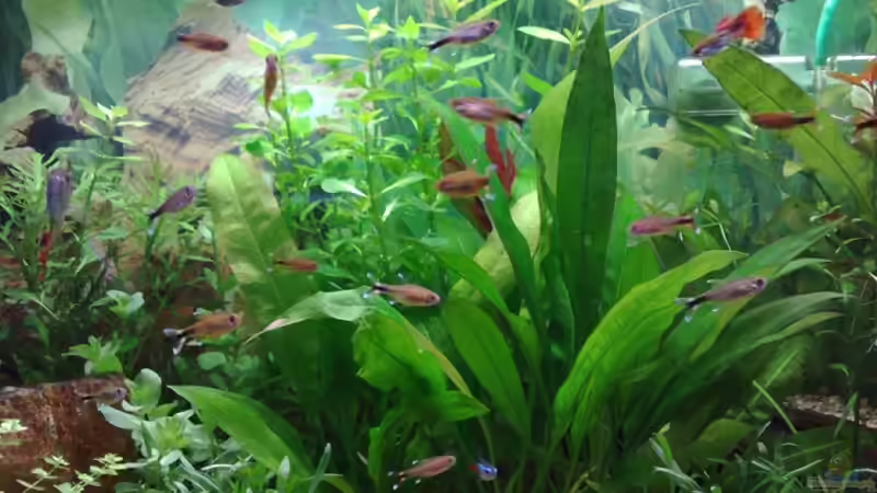 mitte von Rammsteinfan86 (3)