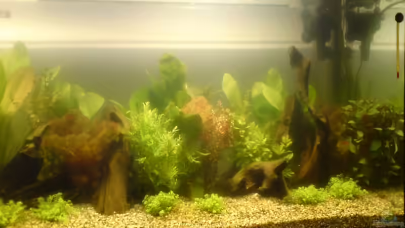 mitte von Robert Walter (4)