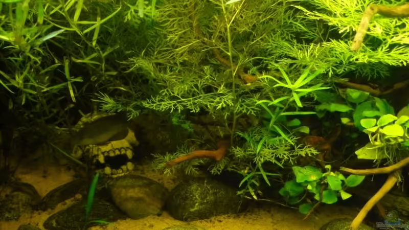 Mitte von Romulus71 (6)