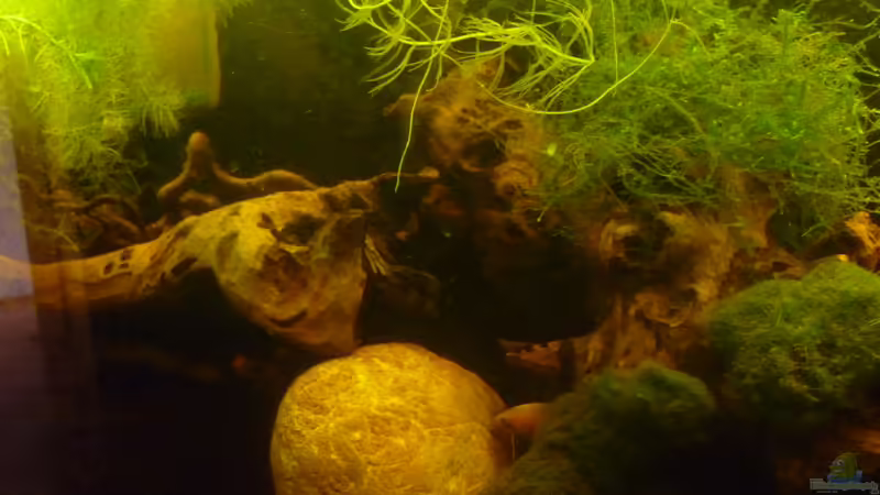 mitte von Rootsman (3)