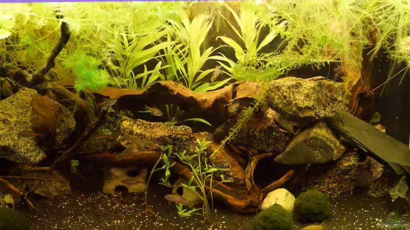 mitte von Rootsman (4)