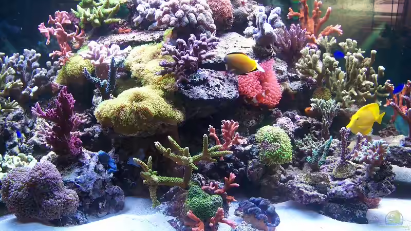 Mitte von Salvatore Fuso (3)