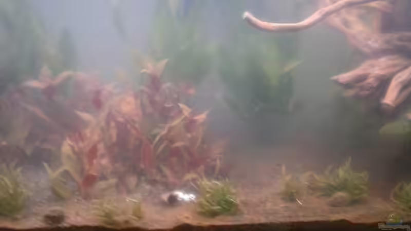 Mitte von Schnaeuf (3)