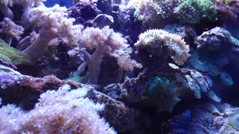 mitte von Seewasserpanscher (15)